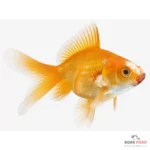 پوسیدگی دهان