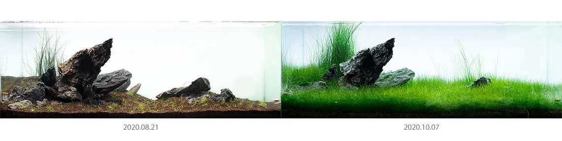 neosoilba تاثیر نئو پلنت سویل در مدت زمان مشخص