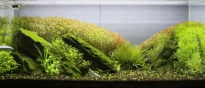 nsn-01 بلافاصله پس از هرس گیاه نئو سولوشن