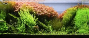 nsn-02 18 روز پس از هرس ( سولوشن نئو )