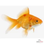 سپتی سمی هموراژیک