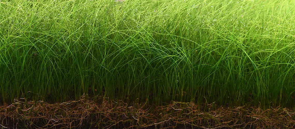 soil-n01-1 noe plant soil normal effection on plant