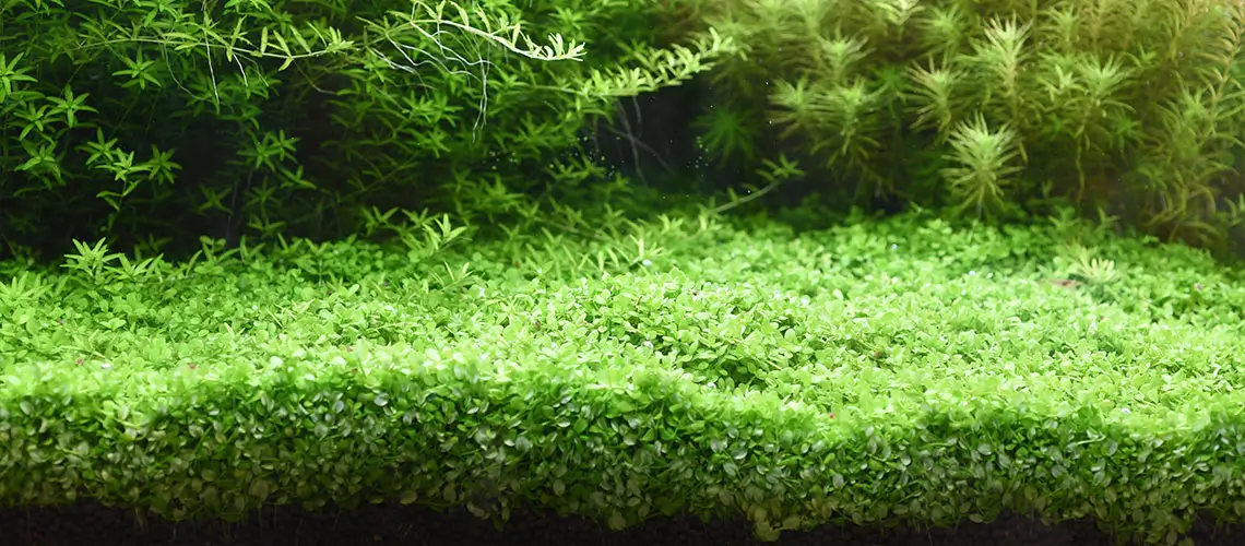 soil-n02 کامل شدن کفپوش در 2 ماه بدون هیچ گونه کود و افزودنی با سویل نرمال نئو