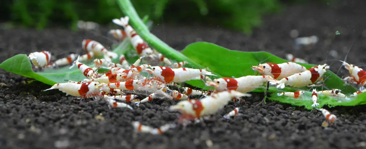 سویل شریمپ نئو خاک بستر میگو