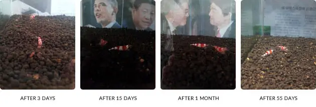 حفظ کیفیت آب پایدار سویل شریمپ نئو خاک بستر میگو