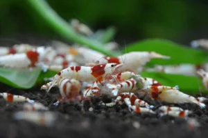 سویل شریمپ نئو خاک بستر میگو