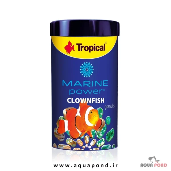 Tropical marine power clownfish