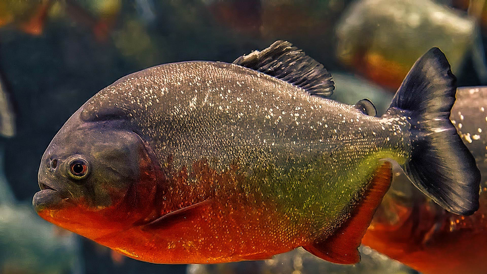 ماهی-پیرانا-سینه-سرخ