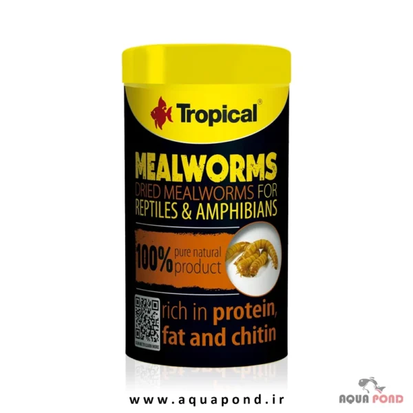 Tropical mealworm