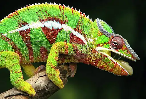 Factors affecting reptile reproduction