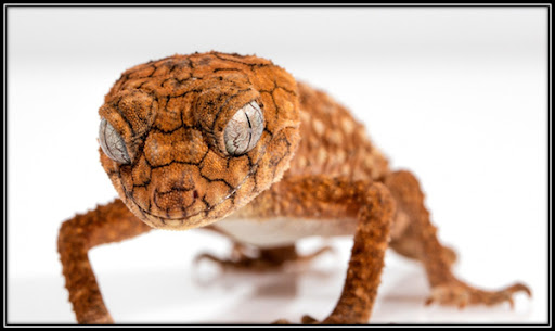 Characteristics of egg-laying reptiles