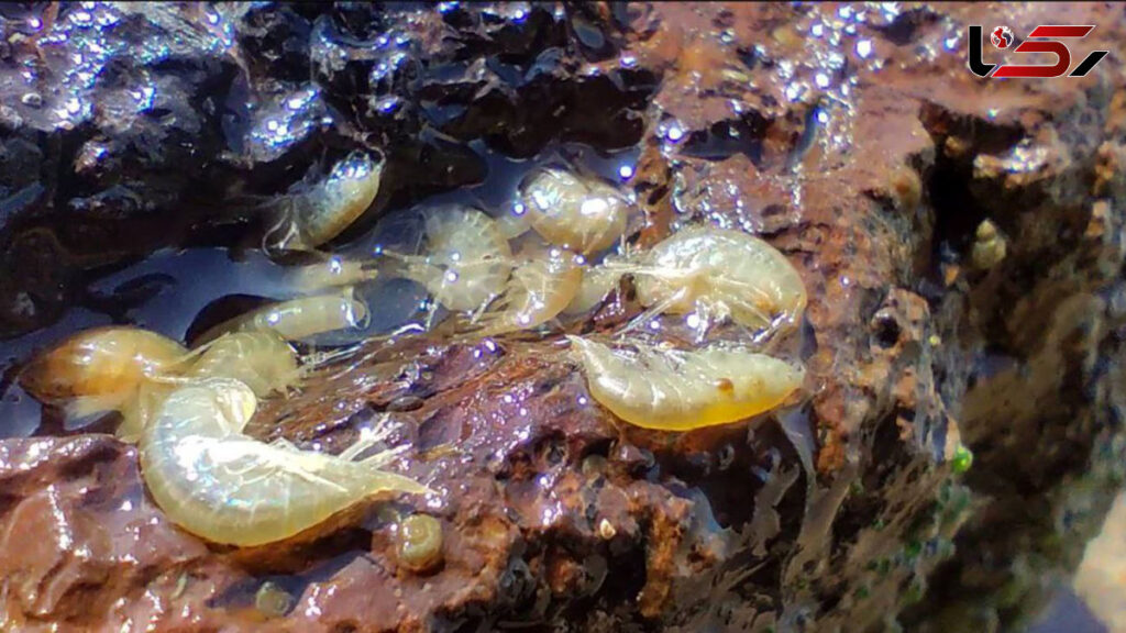 گاماروس چیست