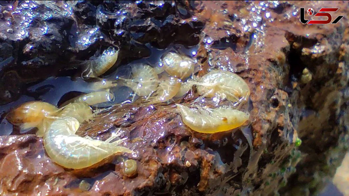 گاماروس چیست