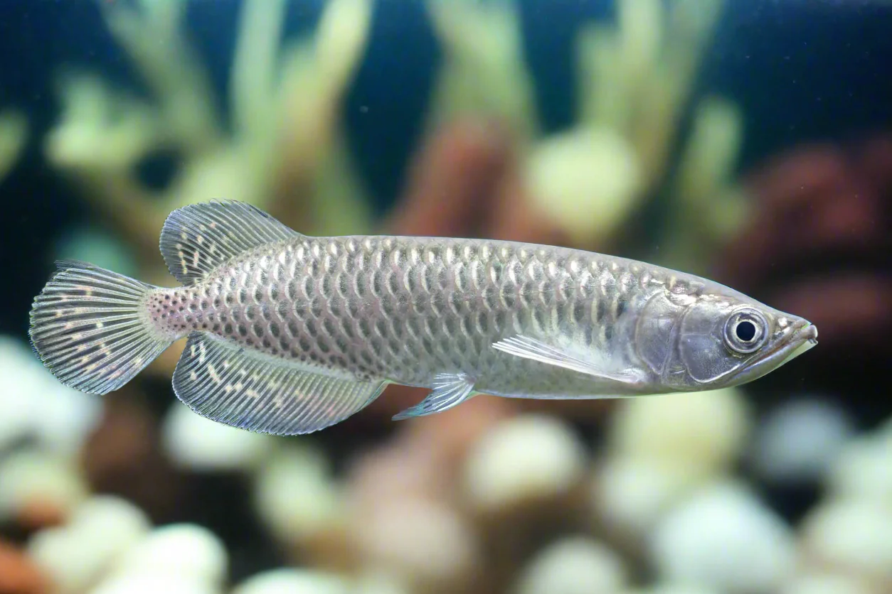 عکس ماهی آروانا جاردینی