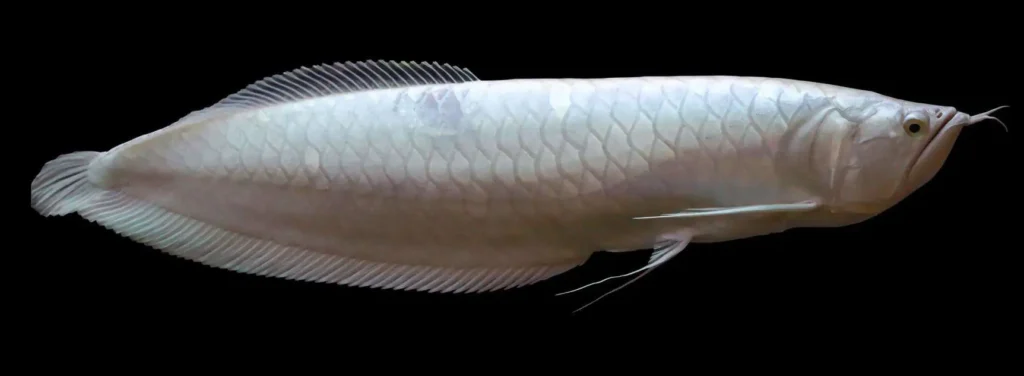 معرفی کامل ماهی آروانا | انواع، شرایط نگهداری و تغذیه