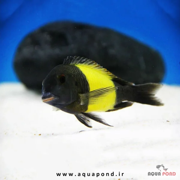 ماهی تروفئوس ایکولا