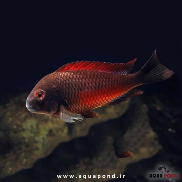 ماهی تروفئوس ردمولیرو