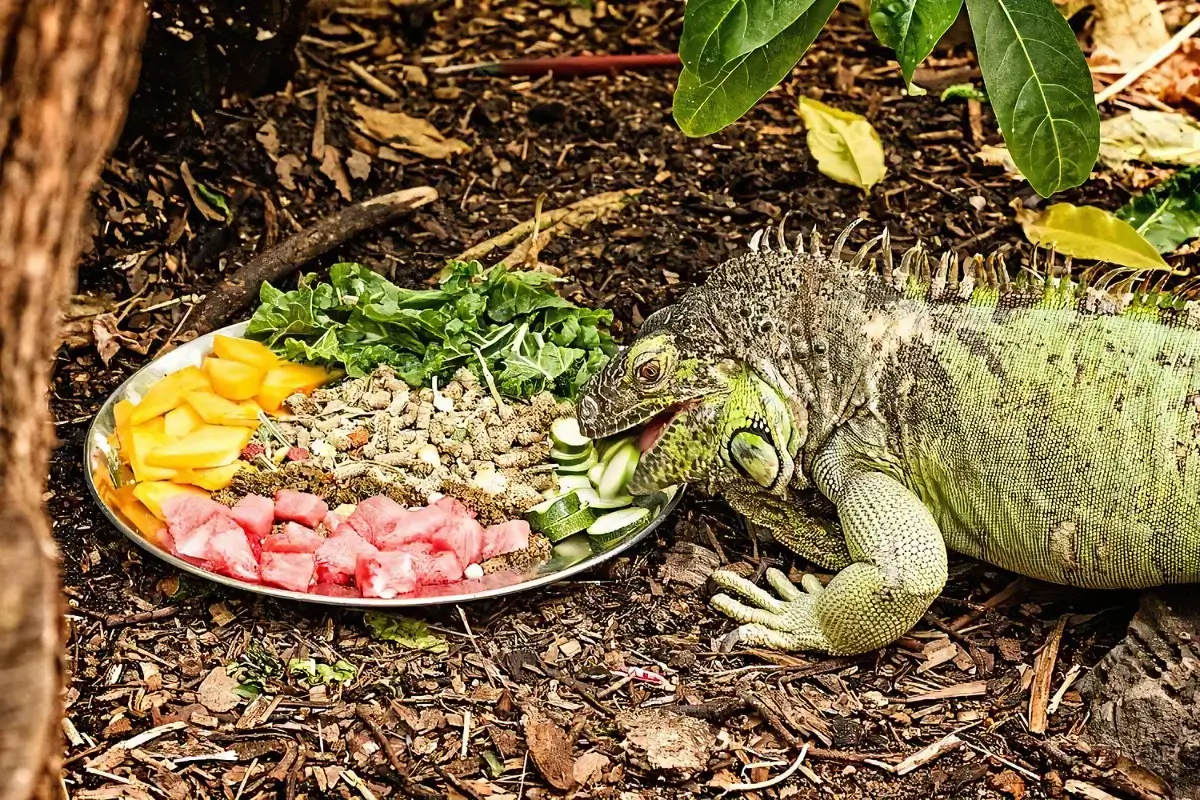 غذای ایگوانا و نکات طلایی نگه داری از ایگوانا در خانه