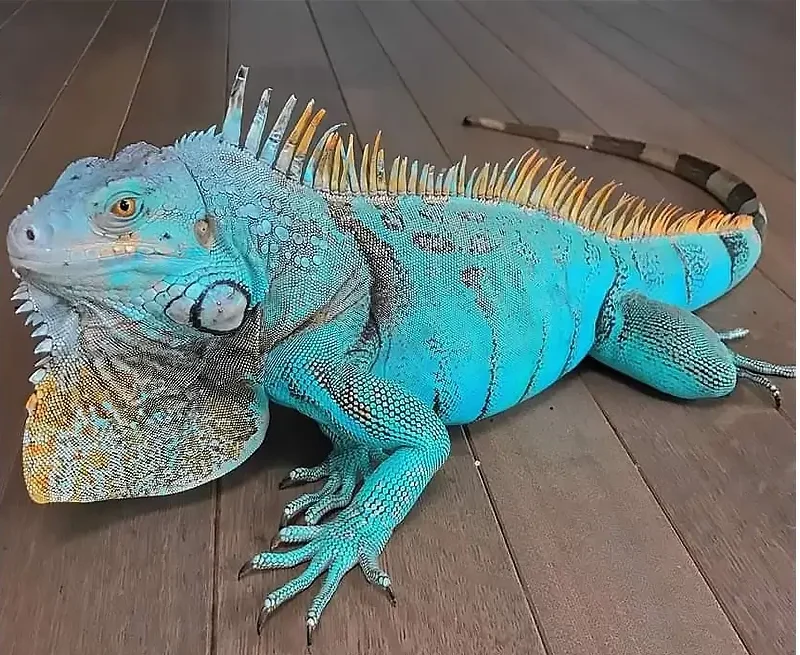 غذای ایگوانا و نکات طلایی نگه داری از ایگوانا در خانه