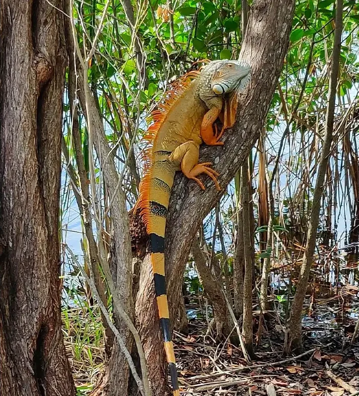غذای ایگوانا و نکات طلایی نگه داری از ایگوانا در خانه