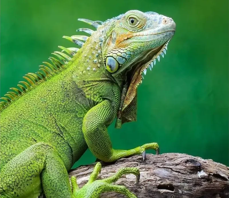 غذای ایگوانا و نکات طلایی نگه داری از ایگوانا در خانه