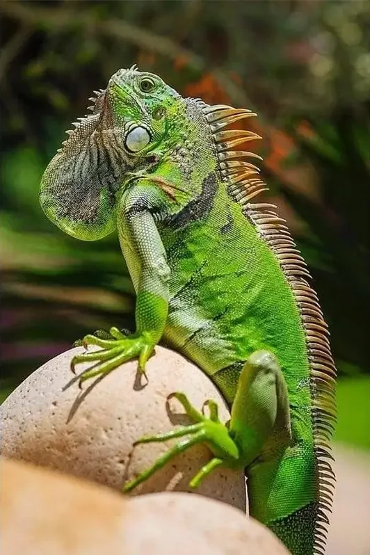 غذای ایگوانا و نکات طلایی نگه داری از ایگوانا در خانه