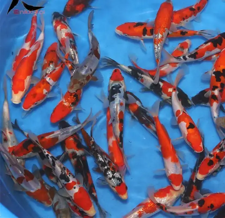 کوی پوند میکس تروپیکال