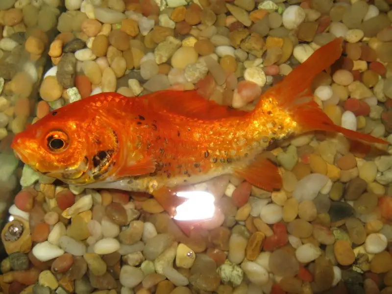 10 بیماری ماهی و راه‌های درمانش | راهنمای جامع «درمان ماهی» + «دارو ماهی»