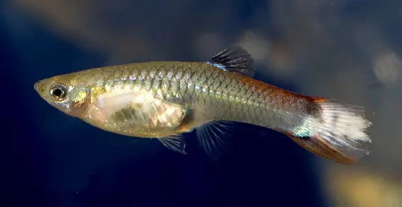 10 بیماری ماهی و راه‌های درمانش | راهنمای جامع «درمان ماهی» + «دارو ماهی»