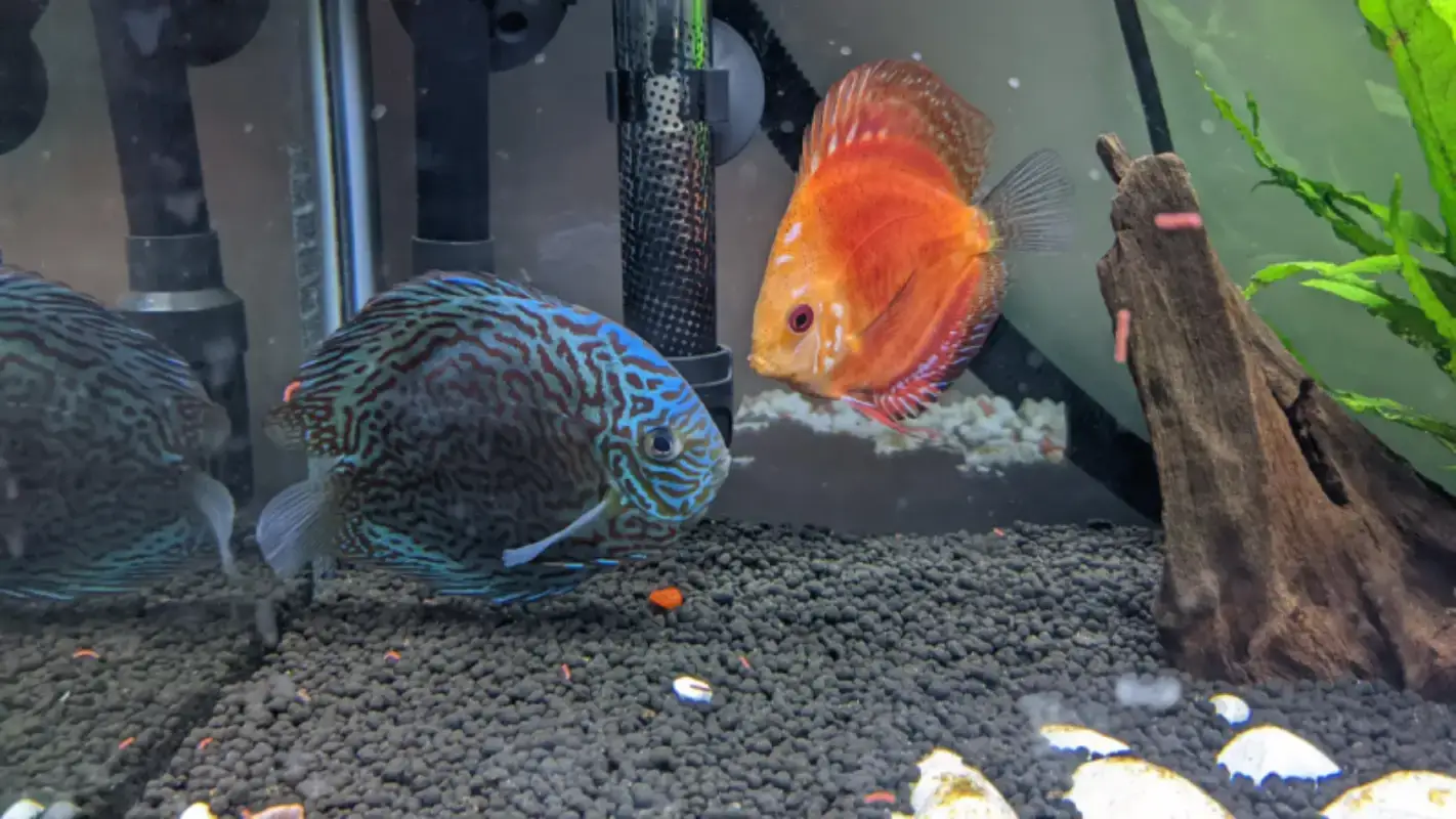 پرورش ماهی دیسکس و تکثیر دیسکس؛ دستورعمل عملی برای نتیجه‌گیری پایدار