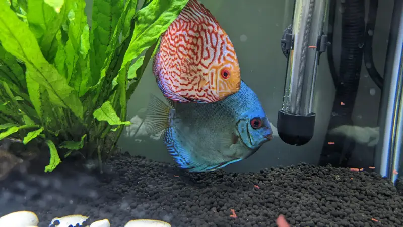 پرورش ماهی دیسکس و تکثیر دیسکس؛ دستورعمل عملی برای نتیجه‌گیری پایدار