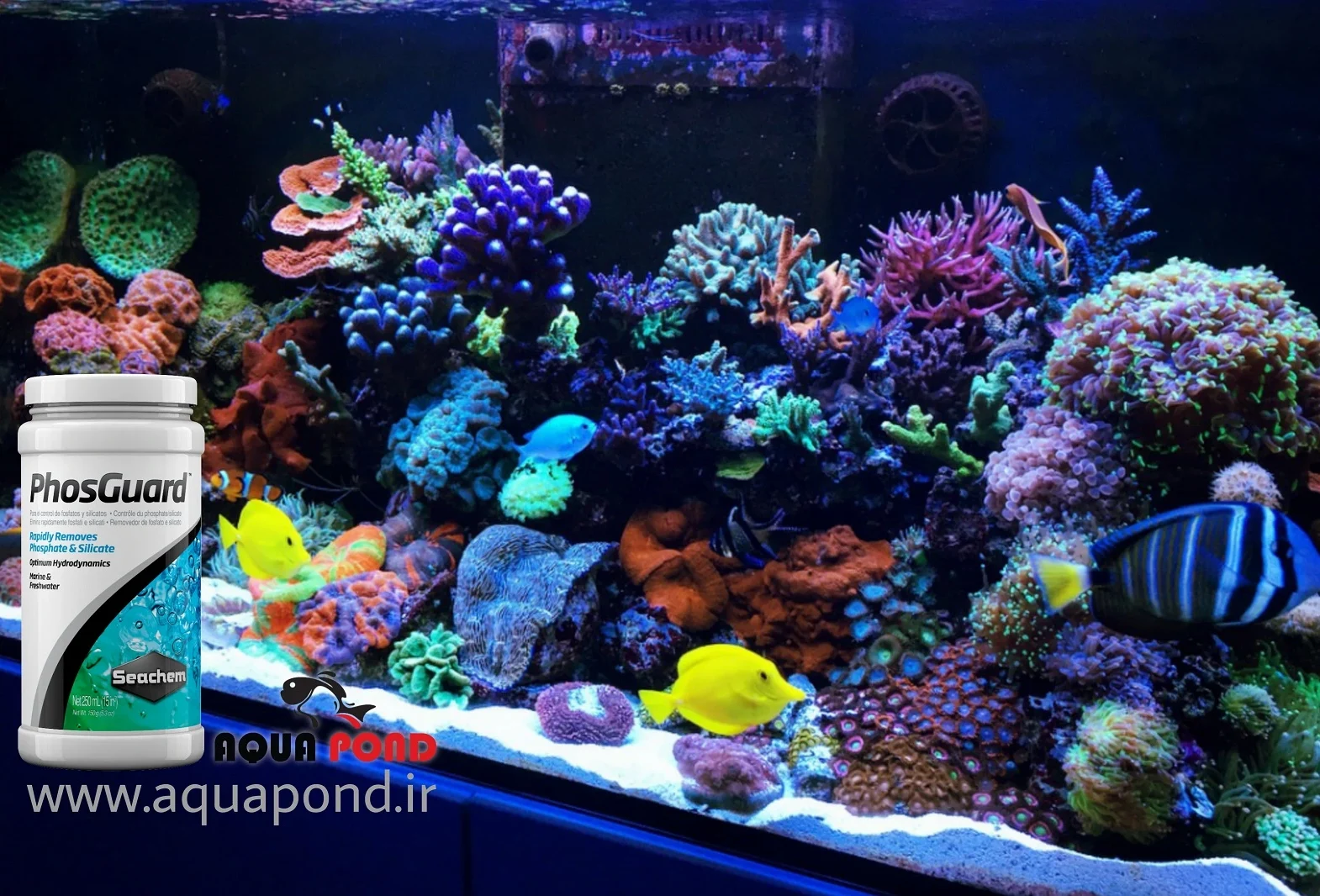 مدیای فوسگارد سیچم