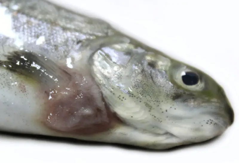 10 بیماری ماهی و راه‌های درمانش | راهنمای جامع «درمان ماهی» + «دارو ماهی»