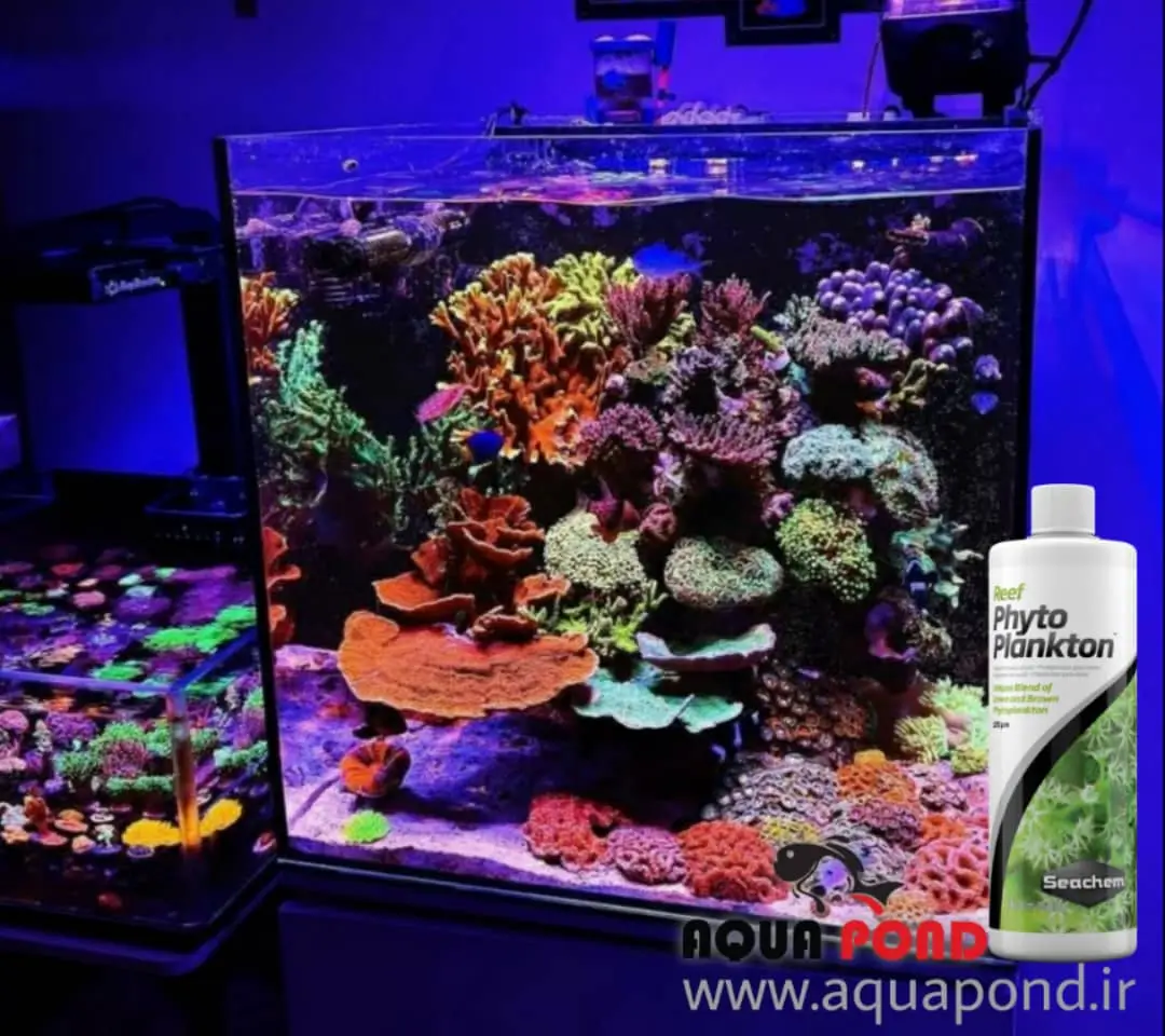 محلول فیتوپلانکتون