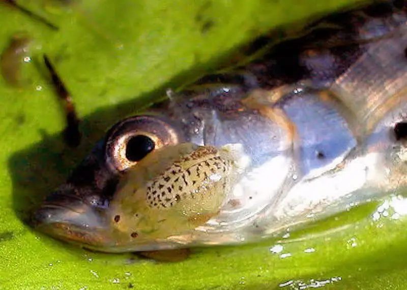 10 بیماری ماهی و راه‌های درمانش | راهنمای جامع «درمان ماهی» + «دارو ماهی»