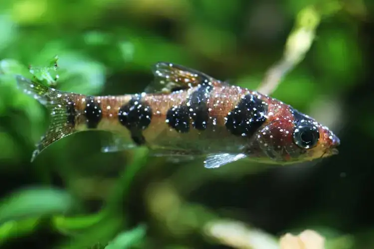 10 بیماری ماهی و راه‌های درمانش | راهنمای جامع «درمان ماهی» + «دارو ماهی»