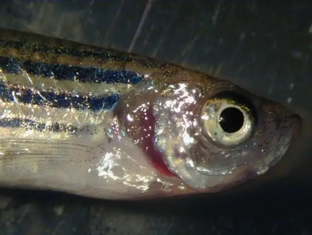 10 بیماری ماهی و راه‌های درمانش | راهنمای جامع «درمان ماهی» + «دارو ماهی»