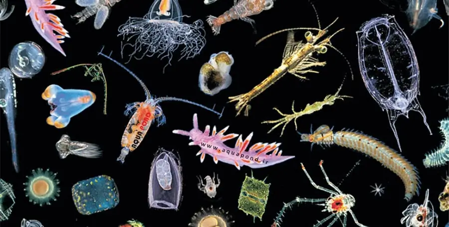 تفاوت ریف فیتوپلانکتون و زوپلانکتون2