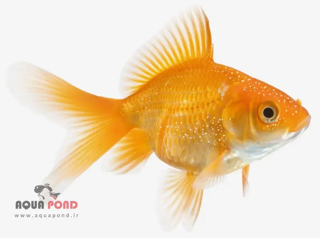 لکه های سفید ( Ich ) روی بدن ماهی