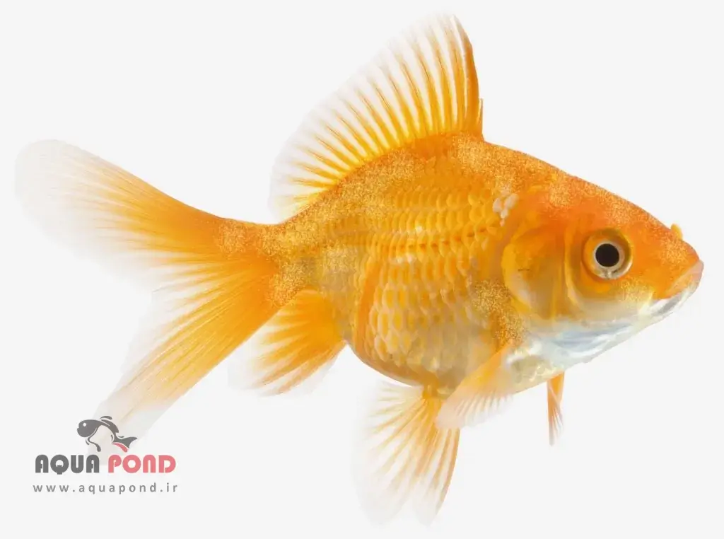 بیماری ولوت ( velvet)