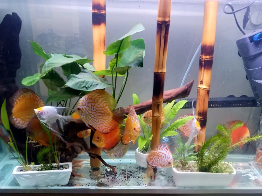 پرورش ماهی دیسکس و تکثیر دیسکس؛ دستورعمل عملی برای نتیجه‌گیری پایدار