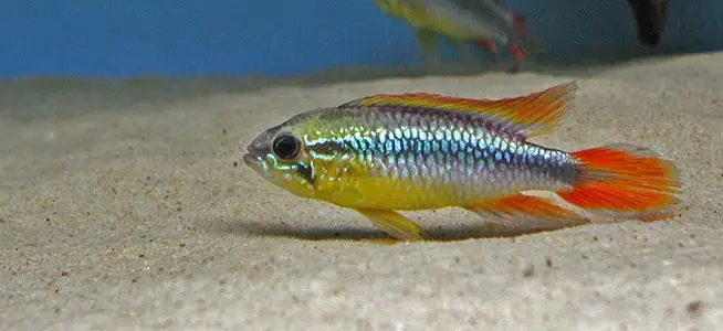 ماهی سیچلاید کوتوله آگاسیز(Agassiz's dwarf cichlid)