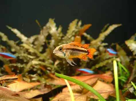 ماهی سیچلاید کوتوله آگاسیز(Agassiz's dwarf cichlid)