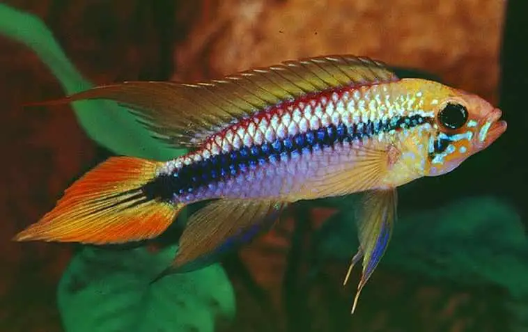 ماهی سیچلاید کوتوله آگاسیز(Agassiz's dwarf cichlid)