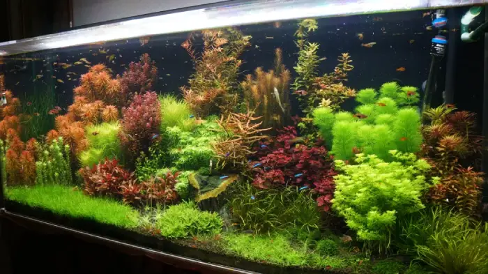 راهنمای جامع انتخاب بهترین نور و روشنایی آکواریوم خانگی و حرفهای