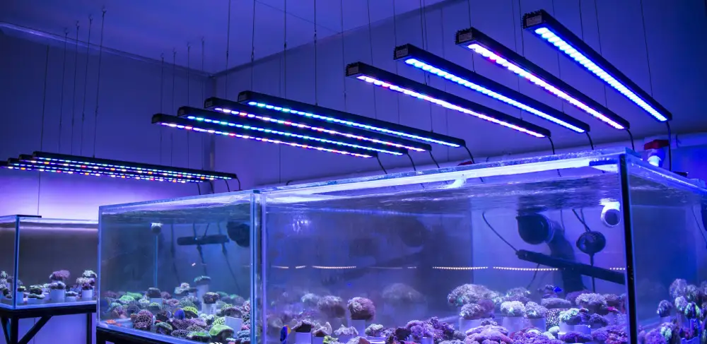 راهنمای جامع انتخاب بهترین نور و روشنایی آکواریوم خانگی و حرفهای