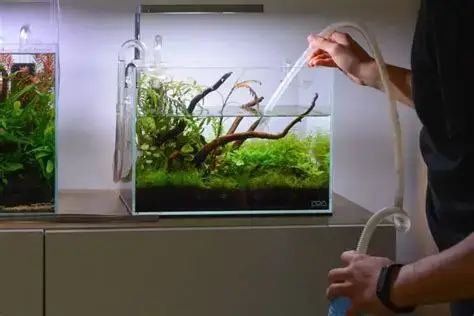 نظافت آکواریوم: راهنمای کامل تمیزکاری آکواریوم + معرفی ضروریترین لوازم نظافت