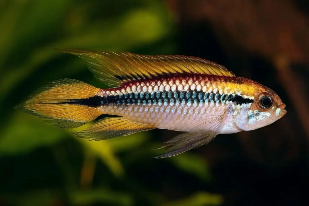 ماهی سیچلاید کوتوله آگاسیز(Agassiz's dwarf cichlid)