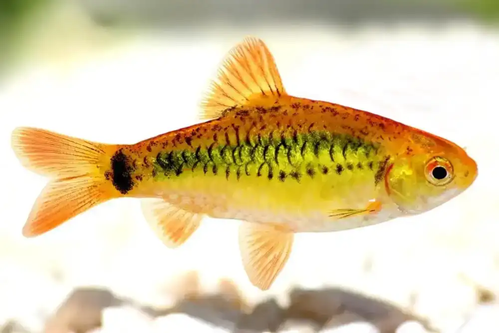 بارب طلایی (Barbodes semifasciolatus)