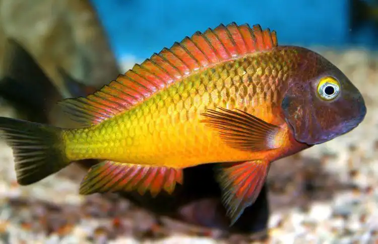 تروفئوس موری (Tropheus moorii)